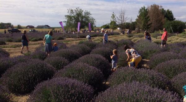 Get Lost In This Beautiful 11-Acre Lavender Farm In Idaho