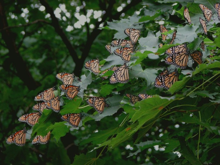 monarch butterflies in Wisconsin
