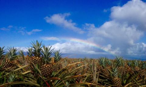 You Can't Pass Up A Tour Of This One-Of-A-Kind Pineapple Farm In Hawaii