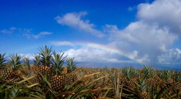 You Can’t Pass Up A Tour Of This One-Of-A-Kind Pineapple Farm In Hawaii