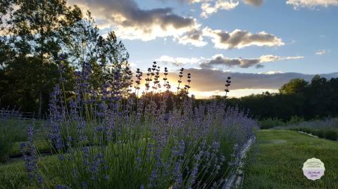 The Dreamy Lavender Farm In New Jersey You'll Want To Visit This Spring