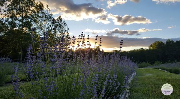The Dreamy Lavender Farm In New Jersey You’ll Want To Visit This Spring