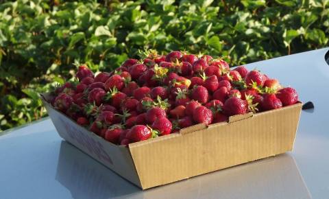 Take The Whole Family On A Day Trip To This Pick-Your-Own Strawberry Farm Near Detroit