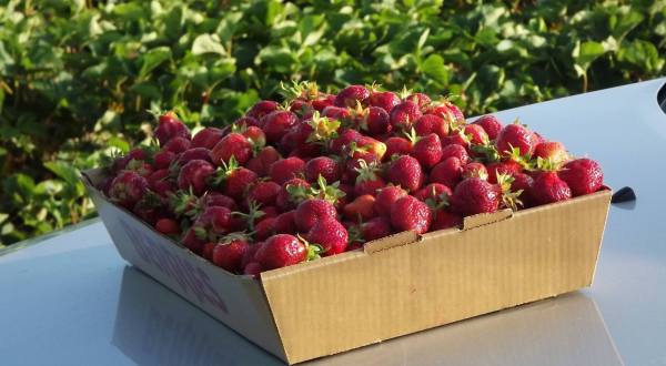 Take The Whole Family On A Day Trip To This Pick-Your-Own Strawberry Farm Near Detroit