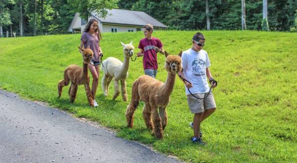 Visit This New Jersey Alpaca Farm For A Fun And Fuzzy Adventure