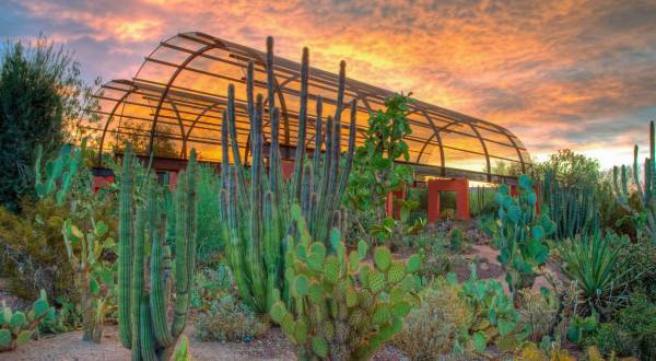 This Beautiful 140-Acre Botanical Garden In Arizona Is A Sight To Be Seen