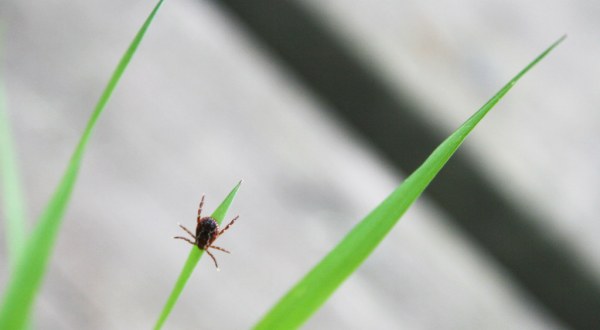 You Won’t Be Happy To Hear That Rhode Island Is Expected To Experience A Surge Of Ticks This Year