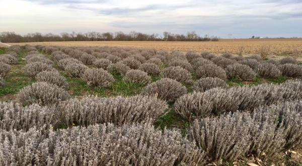 Visit This Lavender Farm In Nebraska For That Beautiful Scenic Experience You Crave