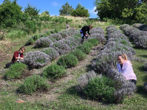 Kansas' Annual Lavender Festival Belongs On Your Summertime Bucket List
