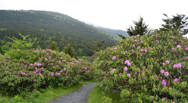 The Beautiful Mountain In Tennessee Where You Can See Thousands Of Rhododendrons In Bloom