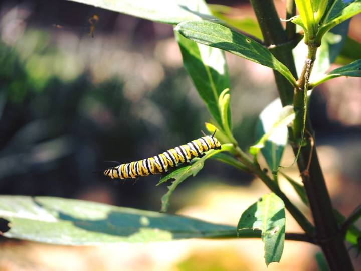 monarch butterflies in Arkansas