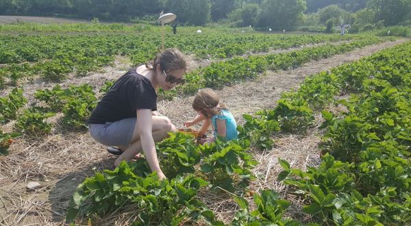 Take The Whole Family On A Day Trip To This Pick-Your-Own Strawberry Farm In Vermont