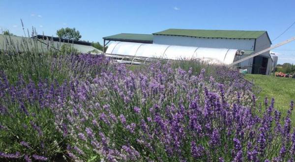Visit This Lavender Farm In Kentucky For That Beautiful Scenic Experience You Crave