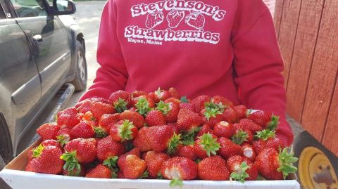 Take The Whole Family On A Day Trip To This Pick-Your-Own Strawberry Farm In Maine