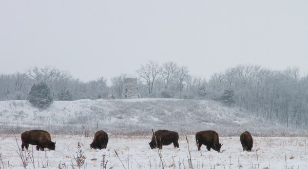 The Magical Place In Minnesota Where You Can View A Wild Bison Herd