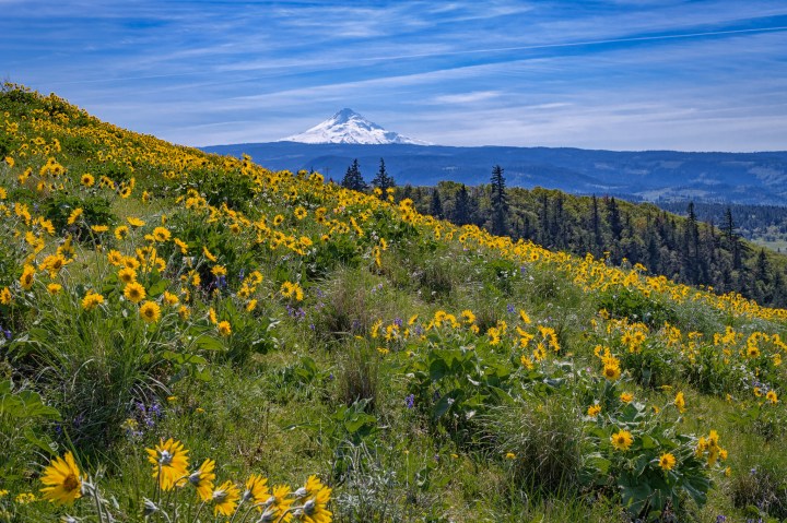 Wildflowers In Oregon