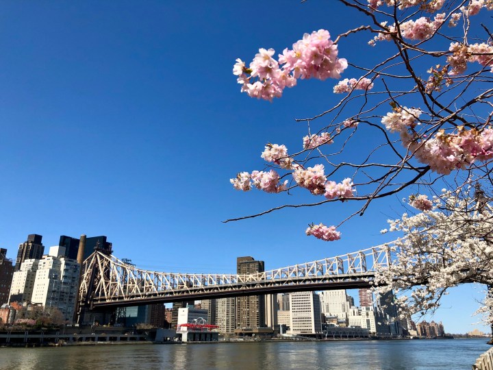 cherry blossoms in new york