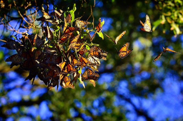 monarch butterflies in Wisconsin