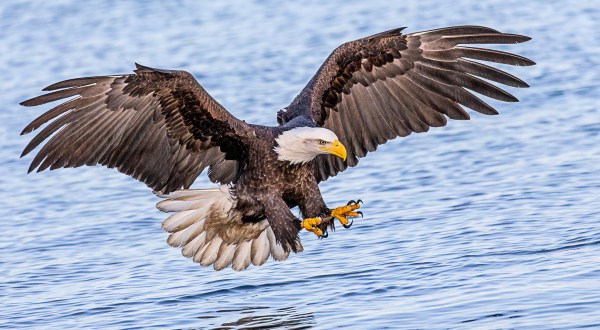 The Massive Bird Migration In Alaska That The Whole Family Will Enjoy
