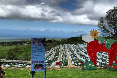 Take The Whole Family On A Day Trip To This Pick-Your-Own Strawberry Farm In Hawaii