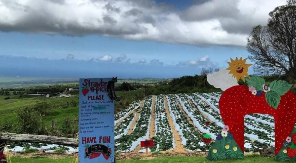 Take The Whole Family On A Day Trip To This Pick-Your-Own Strawberry Farm In Hawaii