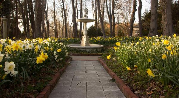 Visit This Daffodil Garden In Rhode Island For That Beautiful Scenic Experience You Crave