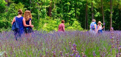 Get Lost In This Beautiful 60-Acre Lavender Farm In North Carolina
