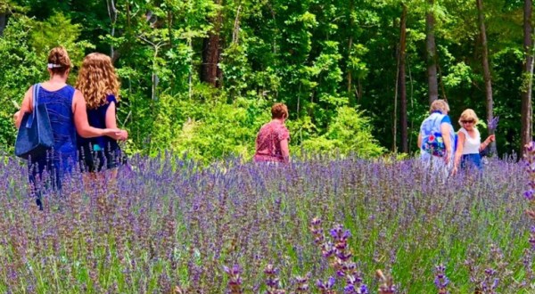 Get Lost In This Beautiful 60-Acre Lavender Farm In North Carolina