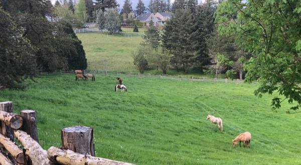 You Can Bond With Wild Mustangs At This One-Of-A-Kind Oregon Ranch