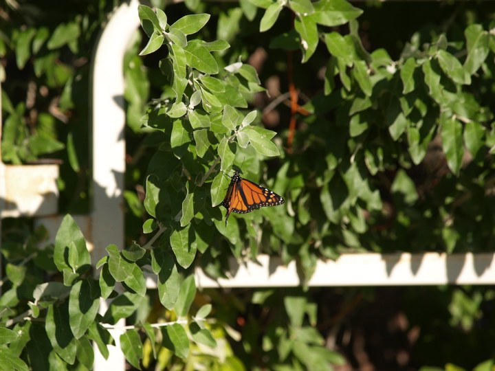 monarch butterflies in colorado