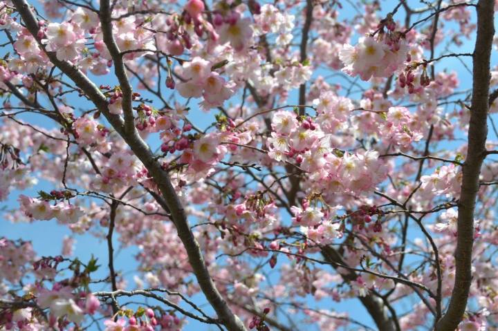 Buffalo Cherry Blossom Festival