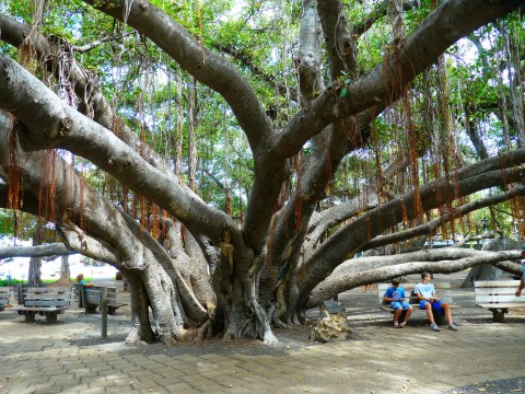 There’s No Other Historical Landmark In Hawaii Quite Like This 146-Year-Old Tree