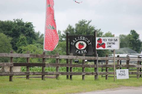 Take The Whole Family On A Day Trip To This Pick-Your-Own Strawberry Farm In Rhode Island