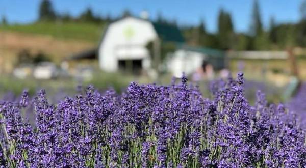 The Dreamy Lavender Farm In Northern California You’ll Want To Visit Soon