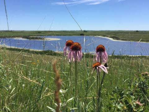 Visit This 14,000-Acre Wildlife Refuge In North Dakota To See Gorgeous Wildflowers