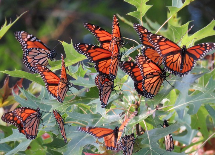 monarch butterflies in Arkansas