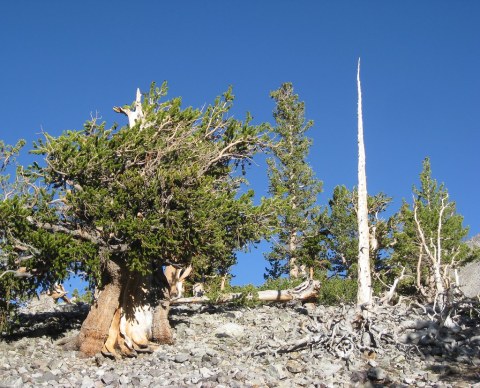 There’s No Other Historical Landmark In Nevada Quite Like This 5,000-Year-Old Tree Stump