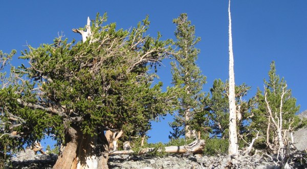 There’s No Other Historical Landmark In Nevada Quite Like This 5,000-Year-Old Tree Stump