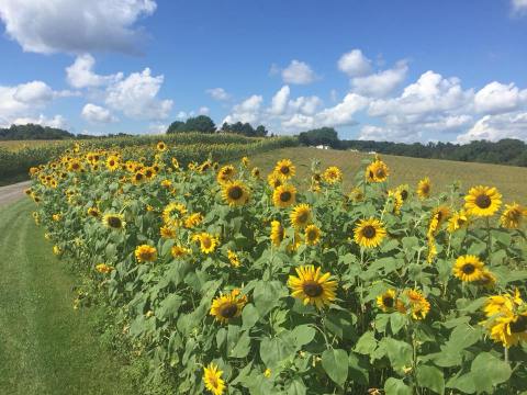 This U-Pick Sunflower Garden In Maryland Is The Perfect Way To Spend An Afternoon