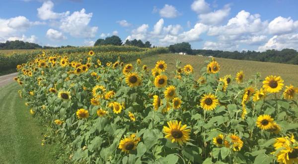This U-Pick Sunflower Garden In Maryland Is The Perfect Way To Spend An Afternoon