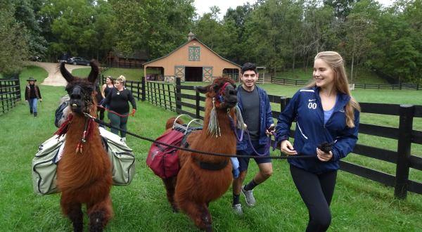 Go Hiking With Llamas In Virginia For An Adventure Unlike Any Other