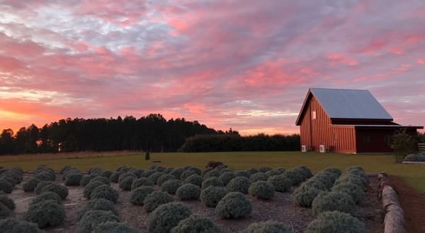 The Enchanting Herb Farm In Georgia That Feels Like A Fairy Tale Come To Life