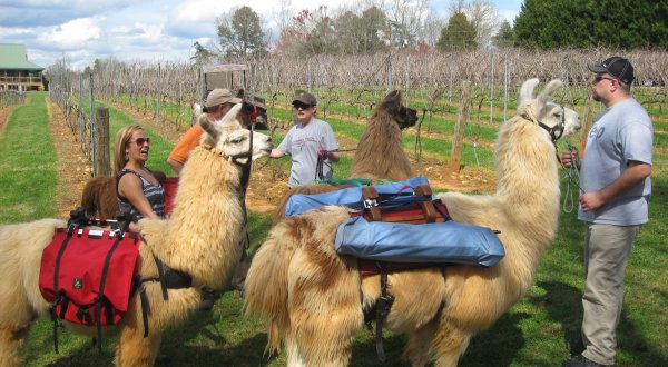 Go Hiking With Llamas In North Carolina For An Adventure Unlike Any Other