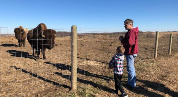 This Iowa Ranch Is Home To 300 Bison – And They Can’t Wait To Meet You!