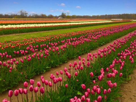 A Trip To New Jersey's Neverending Tulip Field Will Make Your Spring Complete