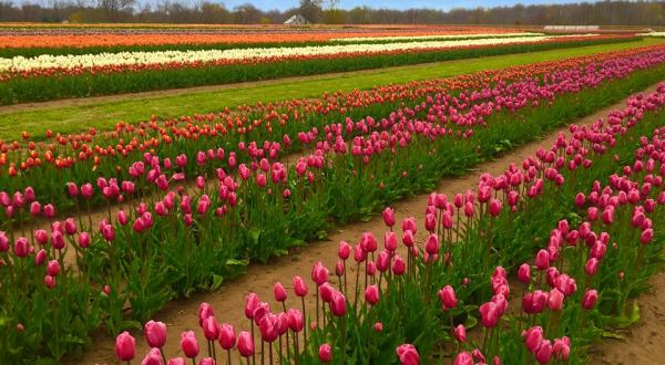 A Trip To New Jersey’s Neverending Tulip Field Will Make Your Spring Complete