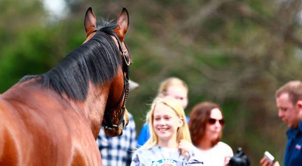 6 Horse Farm Tours In Kentucky That Are Perfectly Enchanting