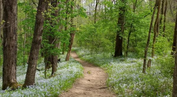 The Hidden Wildflower Sanctuary In Kentucky That’s Too Beautiful For Words