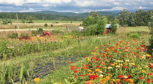 Visit This Flower Farm In Vermont For That Beautiful Scenic Experience You Crave