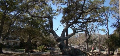 There’s No Other Historical Landmark In North Carolina Quite Like This 800-Year-Old Tree
